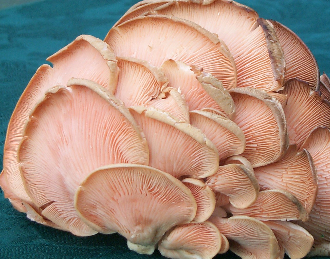 mexican sunbrella mushrooms